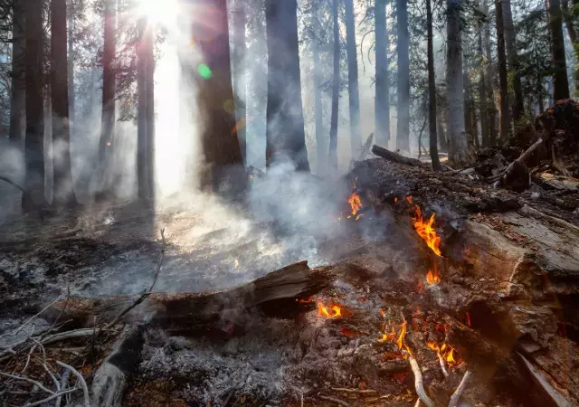 Incendio forestal